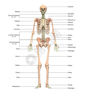 骨骼结构图人类骨骼系统骨质结合 用标签解剖外侧视图描述下肢肋骨股骨科学生物学软骨蓝色疼痛解剖学弯头背景