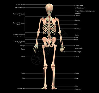 人类骨骼系统骨质联合体 用  实验室解剖面视图  描述脊柱痛苦弯头图表疼痛治疗上肢伤害肋骨运动背景