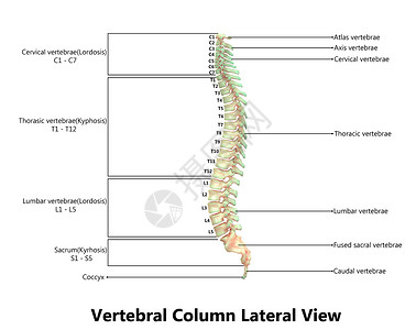 脊柱结构以实验室解剖横向视图描述的人类骨骼系统的Vertebral列生物学腰椎股骨药品颈椎肩膀科学半径插图运动背景
