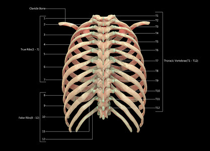 胸壁的骨骼前面观人类骨骼系统用  实验室解剖面观  描述上肢生物学蓝色脊柱痛苦下肢肱骨疼痛男人科学背景