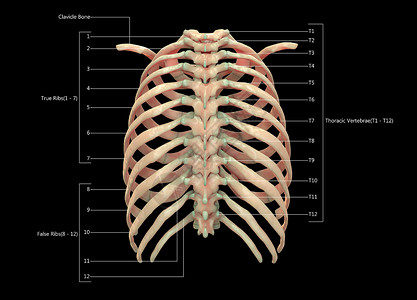 附肢骨骼人类骨骼系统用  实验室解剖面观  描述上肢生物学蓝色脊柱痛苦下肢肱骨疼痛男人科学背景