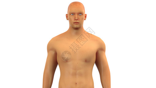 内衣详情图人体肌肉身体解剖背景