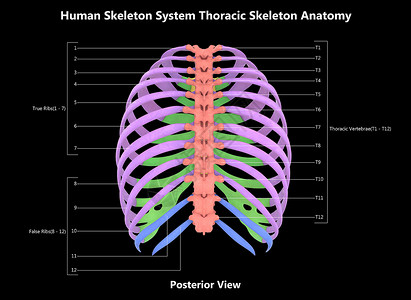 人体骨骼结构图人类骨骼系统 手感性骨质素 用  实验室解剖面观  描述肋骨伤害男人解剖学下肢图表脊柱肱骨身体软骨背景