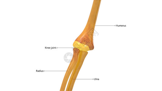 人体骨骼图人体骨骼系统 Elbow 与标签合用解剖背景