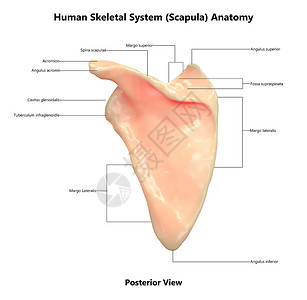 人体骨骼结构图人类骨骼系统与实验室解剖面视图描述的接合点背景