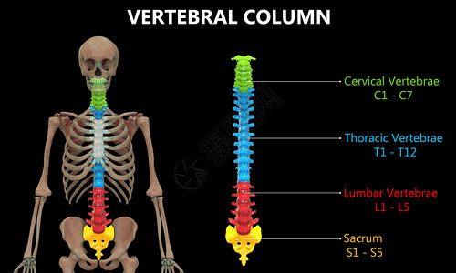 以实验室解剖前视视图描述的人类骨骼系统的Vertebral列肌肉腰椎身体半径男人股骨肱骨信息弯头脊柱背景