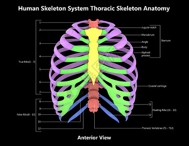 骨骼图人类骨骼系统用  实验室解剖面观  描述上肢解剖学疼痛骨科身体肋骨男人肩胛骨痛苦肱骨背景
