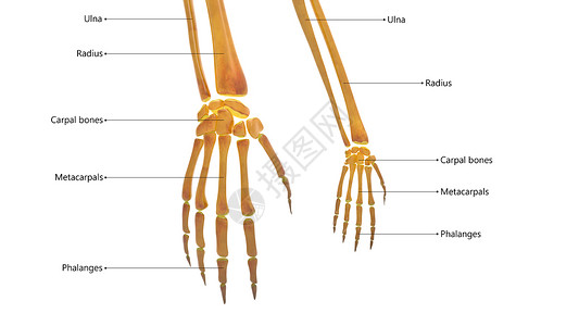 人体骨骼系统手骨结关口 用标签描述背景