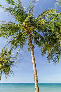 棕榈海滩有棕榈海的阳光沙滩异国海滩热带扇子椰树可可矮人生长情调植物背景