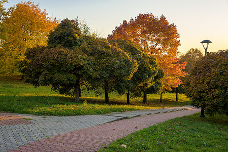 秋天在公园森林叶子季节天空晴天树叶环境阳光植物太阳高清图片