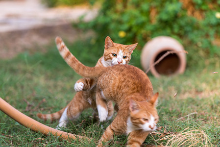 草坪上的两只猫两只红猫家庭毛皮兄弟哺乳动物动物猫咪小猫跑步婴儿宠物背景