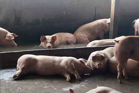 欧蹄动物猪进食后睡在养猪场上 农场上的猪特写在楼里好奇心宠物家畜团体眼睛警觉勘探鼻子婴儿生活背景