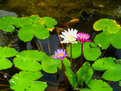清晨下雨后 粉红色紫色白莲花盛开气质场景百合自然蓝色花瓣植物学花朵池塘肤色背景图片
