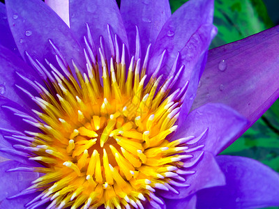 清晨下雨后 紫莲朵花开花场景花瓣花园药品植物气质自然反射百合植物群背景图片
