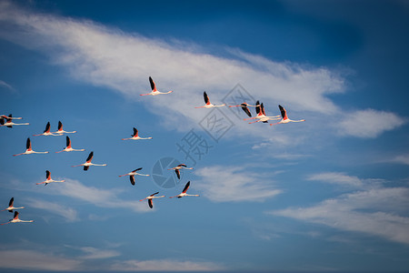 飞翔的火烈鸟埃布罗河三角洲自然公园 蓝色的蓝天飞翔着大火烈鸟生物羽毛团体领导者友谊荒野航班团队家庭动物群背景