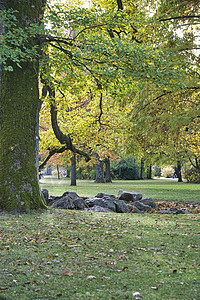 软膜绿树背景图片