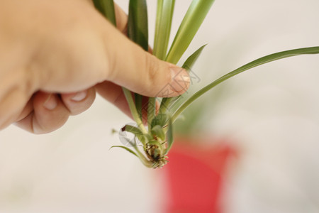 生根培育婴儿蜘蛛植物 最近被切断并准备栽种植物学蓝色园艺小鸡生长生活母鸡树叶杯子叶子背景