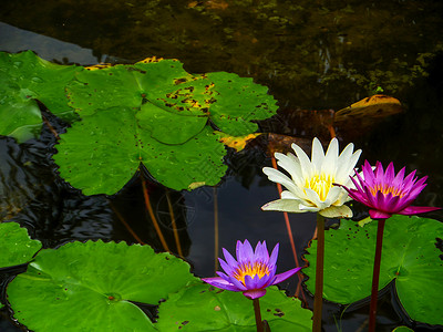 粉红色紫色白莲花在雨落下后开花肤色气质卫生池塘反射场景植物学植物群保健花瓣背景图片