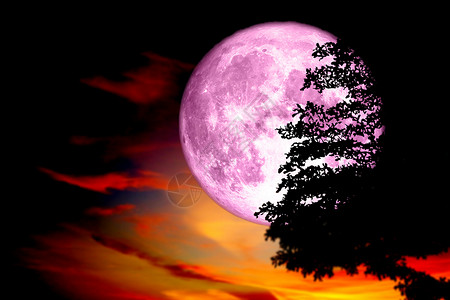 花之物语超级粉红满月 背影树 深红色彩色S背景