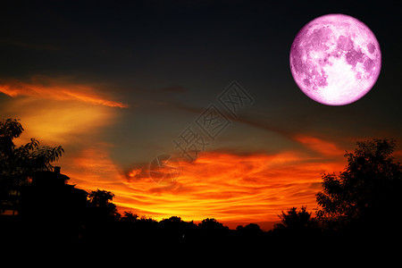 在日落天空的月树上 背着超粉红色圆月亮背景图片