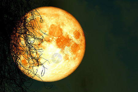 满月丰收 夜空中的圆周树干枯月球阴影旅行满月植物科学收成天空月光日落背景