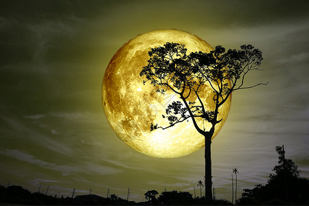 黄色圆形月亮超级黄色月亮背影树和色彩繁丽的天空背景