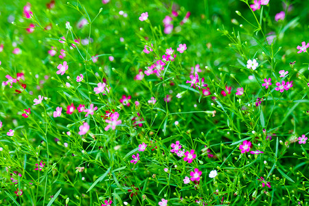 梅利尼斯花园中鲜艳多彩的粉红色吉卜赛人花种子植物季节植物群苗圃火烈鸟星星死亡蔷薇呼吸背景