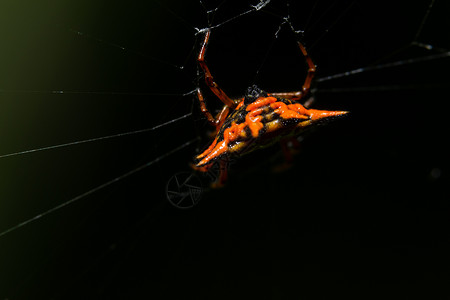 大型蜘蛛橙动物房子寡妇网络毒液黑色背景图片