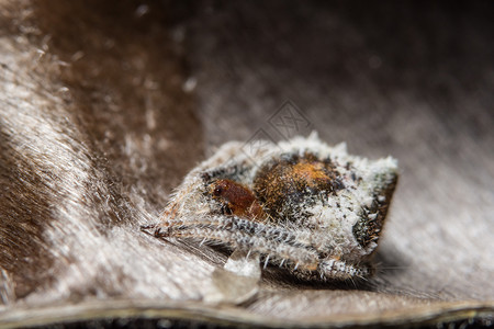 毛茸茸的蜘蛛大型蜘蛛博科背景昆虫跳跃眼睛宏观背景