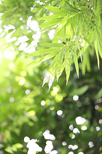 banboo 和散景背景森林植物装饰植物群栅栏花园竹子园艺风格风水背景图片