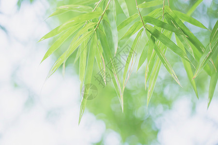 banboo 和散景背景热带丛林生长叶子环境植物森林栅栏植物群木头背景图片