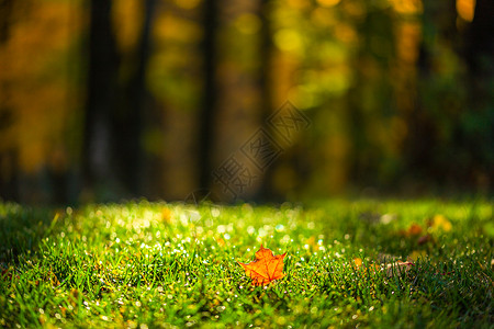 十月一底板森林绿草的秋叶 有选择性地重点阳光焦点红色宏观季节叶子阴影背景绿色草地背景
