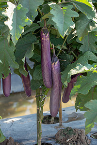 茄子干在花园里种植的新鲜有机鸡蛋黑色农场植物绿色团体营养水果温室饮食紫色背景