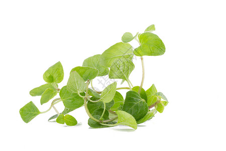 兰加诺白色背景的新鲜奥里根诺草药野菜药品枝条调味品治疗植物食物烹饪叶子草本植物背景