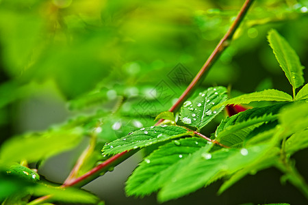 清晨有水滴的亮绿叶 浅浅的田地深处背景图片