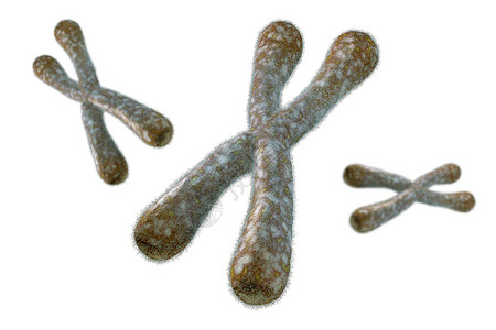 Telomeres数字插图医疗解剖学生物化学细胞端粒遗传技术科学疾病背景