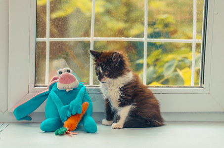 坐在蓝色玩具旁边的黑白小猫高清图片