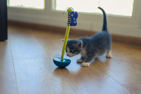 灰小猫用木地板上圆底的玩具玩乐趣宠物游戏孩子爪子地面猫咪婴儿锐化毛皮背景图片