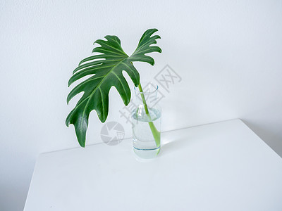 一株龟背竹白色咖啡馆装饰简约风格 玻璃中的热带棕榈叶背景