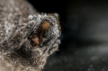 毛茸茸的蜘蛛大型蜘蛛博科背景眼睛宏观跳跃昆虫背景