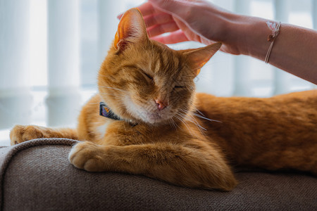 汤姆猫图素材年轻的金洁泰比猫小猫大花猫老虎虎斑宠物成人眼睛黄色家畜哺乳动物背景