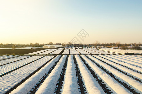 快消行业覆盖着纺粘农用纤维的农民种植园 农业技术 保护作物免受突然的温度变化和大气影响 作物生长快 温室效应背景