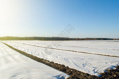 准备好马铃薯早春田地里的马铃薯种植园覆盖着纺粘农用纤维 保护植物免受日常温度变化的大气影响 温室效应 农业技术在农业背景