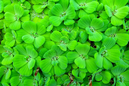 水煮白菜漂浮在池塘里的绿色 Pistia 或水白菜背景