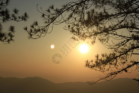 太阳落日时的松树枝场景老化生物木头环境国家黑色日落森林生物学图片