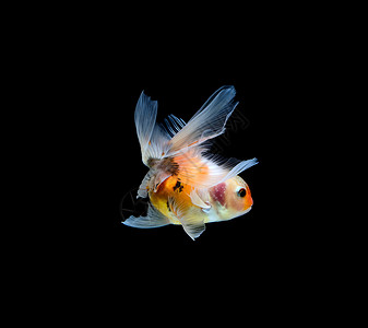在深黑黑色背景下被孤立的金鱼动物红水金色宠物红色大自然橙子背景图片