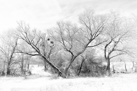 雪下的V树枝条叶子相册白色季节庆典寄生绿色专辑浆果背景图片