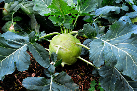 根菜卷心菜花园饮食美食农业土壤蔬菜地球宏观食物生长高清图片