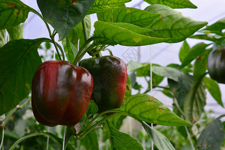 甜椒灯笼椒收成年度生长食物农业叶子地面工作水分花园高清图片