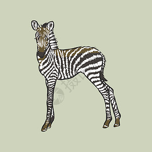 手绘斑马插画矢量涂鸦手绘素描斑马站孤立在白色 素描它制作图案哺乳动物条纹线条艺术头发野生动物荒野绘画动物园打印背景